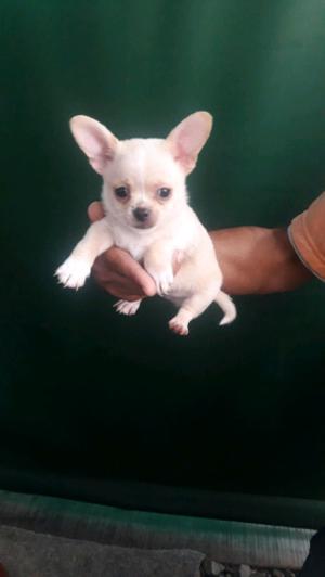 Chihuahua machito 3 meses