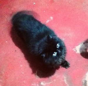 Gato persa negro bombon servicio