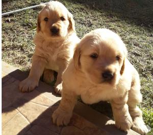 Hermosos Cachorros Golden Retriever