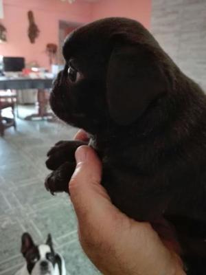 Pug carlino 3 meses