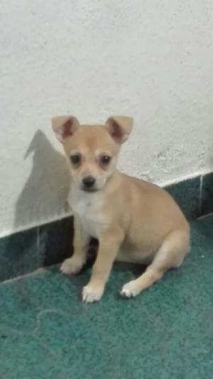 Vendo Pinscher Miniatura