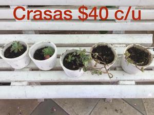 Vendo crasas $40