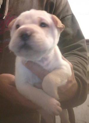 shar pei hembra crema