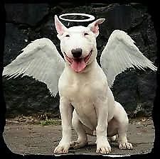 CACHORRO BULL TERRIER BLANCO