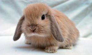 Compro Holland lop