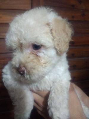 Vendo Caniche mini Toy hermoso!