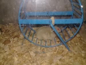 Vendo hamster rusos