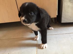 CACHORROS BORDER COLLIE!!!!