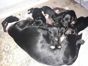 Regalo 7 cachorritos!!!