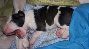 Cachorros Bull Terrier Hermosos