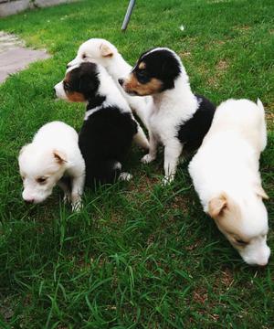 Cachorros Collie Rough