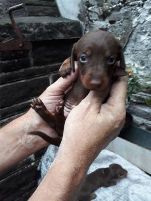 Cachorros de salchichad