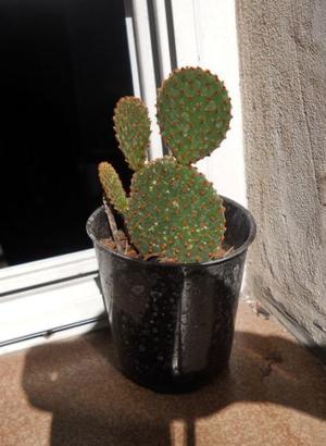 Cactus Opuntia Microdasys rufida M 10