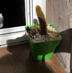 Cactus cleistocactus winterii En Maceta 8
