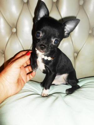 Machito Chihuahua Mini