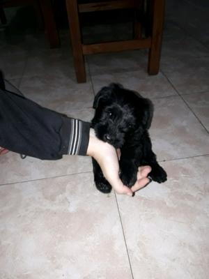 Schnauzer Gigante Cachorrita