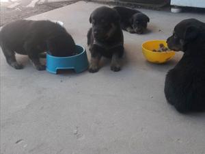 rottweiler cachorros rotwailer puros