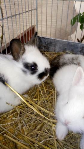 Conejitos Cabeza De Leon.