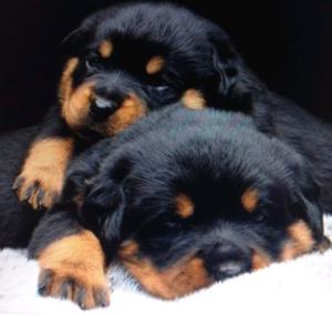 Cachorros rottweiler puros