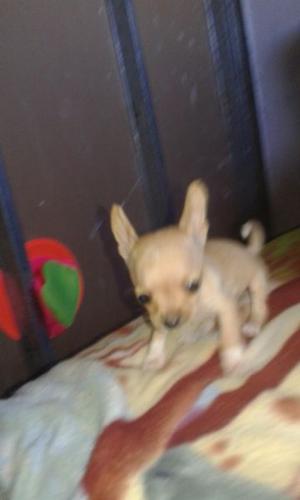 Chihuahua mini última hembrita
