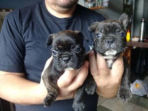 Hermosos bulldog frances. Machos y hembras!!!