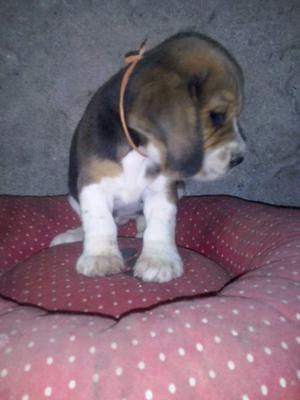 Hermosos cachorros beagles Tricolores,!!