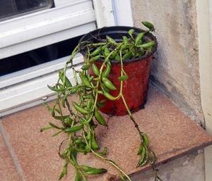 Planta Suculenta Senecio radicans maceta 10