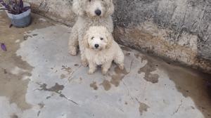 Vendo Caniche blanca