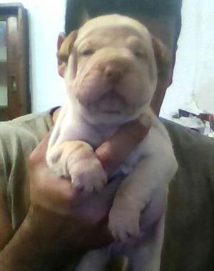 shar pei machos