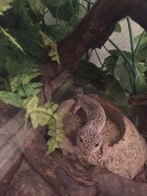 2 Geckos Leopardo