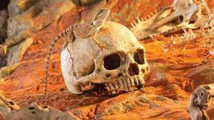Calavera Skull Exo Terra Original