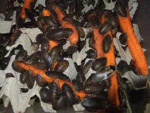 Cucarachas Blactica Dubia Alimento Vivo