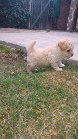 Se vende hembrita caniche mino toy pequeña