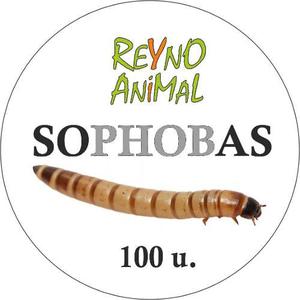 Sophobas X 100 U Alimento Vivo Para Reptiles Y Peces