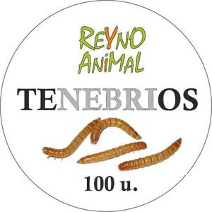 Tenebrios Por 100 U Alimento Vivo Para Reptiles