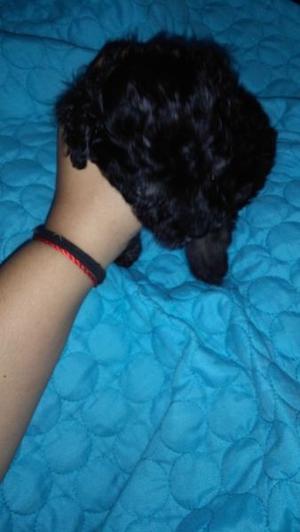 vendo cachorro cniche mini toy negro