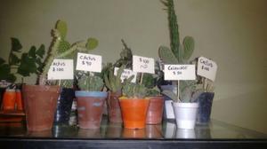 Cactus de colección
