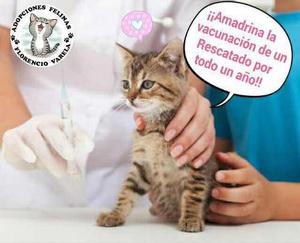 Donación - Adopciones Felinas Florencio Varela
