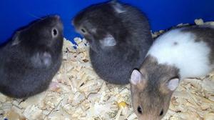 Hamsters Sirio, roedores
