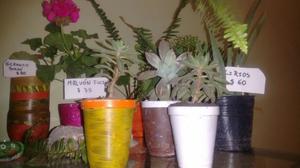 Plantas, geranios, malvones, lirios, Amarilis