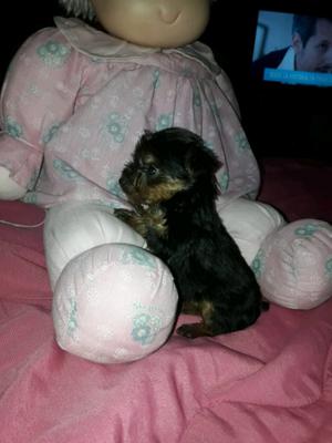 Yorkshire terrier mini