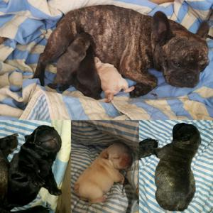 Bulldog francés salta
