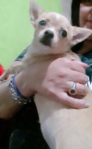 Chihuahua hembrita mini