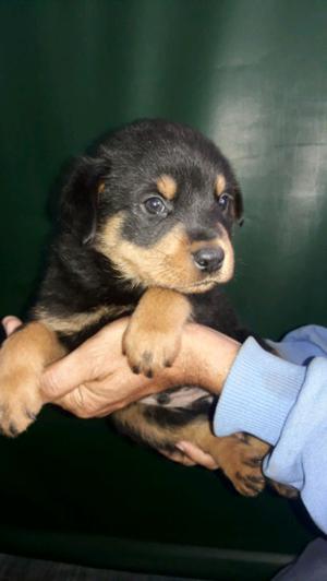 Rottweilers cachorros hermosos!!