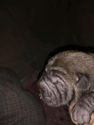 Shar pei negros