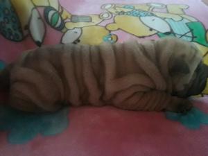 cachorros shar pei