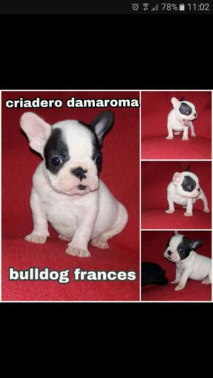 BULLDOG FRANCES MACHO