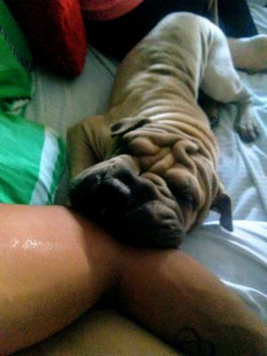 Cachorro shar pei