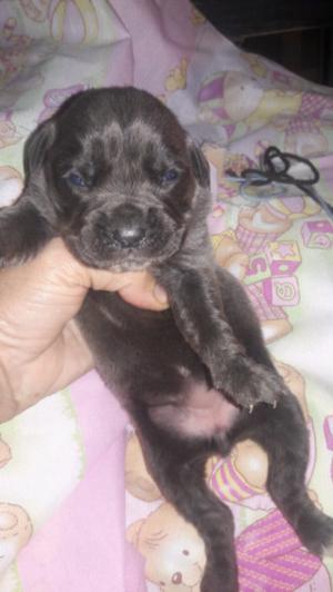 Cane corso griz henbras q7 dias