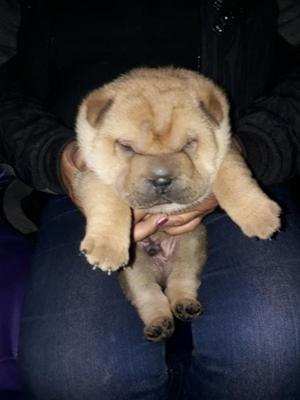 SHAR PEI, PUROS, MUY TIERNOS!!!!